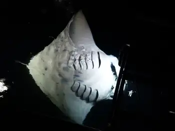 Reef Manta