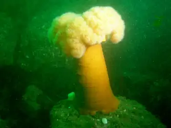 Metridium Anemone