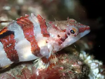 Painted Greenling
