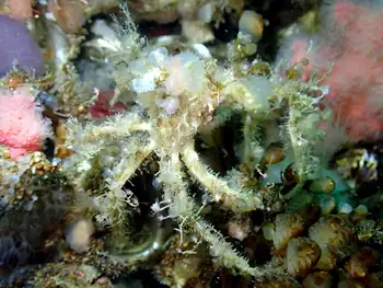 Graceful Decorator Crab