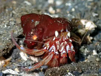 Blackeyed Hermit Crab