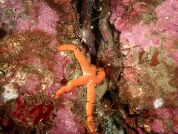 Coonstripe Shrimp
