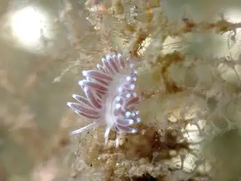 neat aeolid
