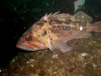 Brown Rockfish