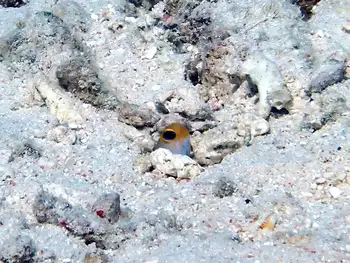yellowhead jawfish