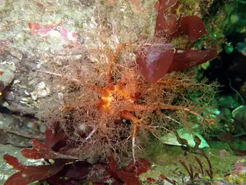 Black Sea Cucumber