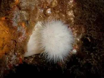 Metridium Anemone