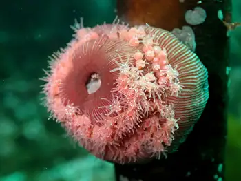 Proliferating Anemone