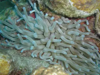 Giant Anemone