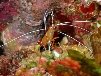White Banded Cleaner Shrimp