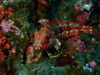 Fish