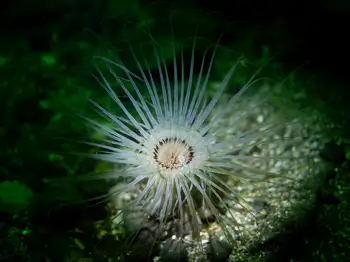 Tube Dwelling Anemone