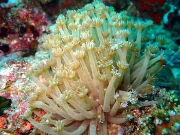 Flower Pot Coral
