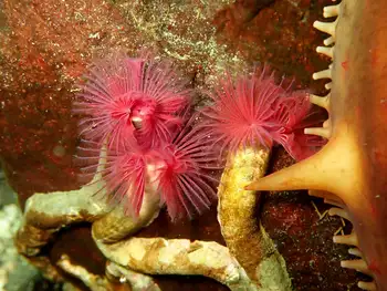 Red Trumpet Calcareous Tube Worms