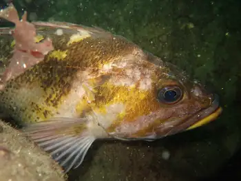 Copper Rockfish