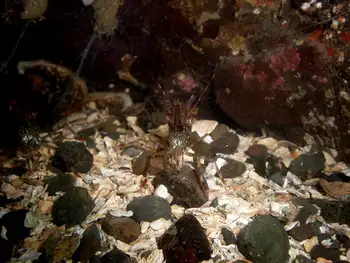 Coonstripe Shrimp