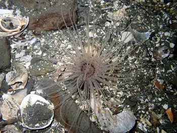 Tube Dwelling Anemone