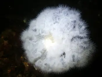 Metridium Anemone