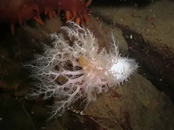Pale Sea Cucumber