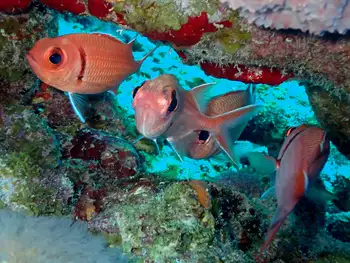 Blackbar Squirrelfish