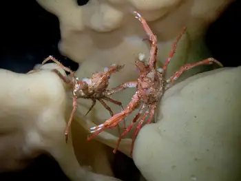 Longhorn Decorator Crabs