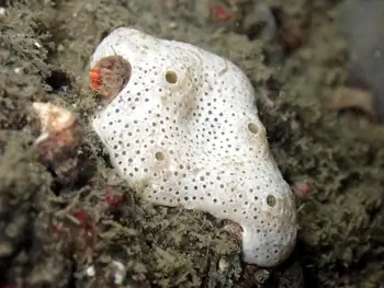 white glove leather tunicate