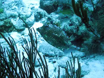 Honeycomb Cowfish