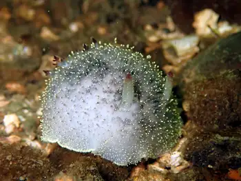 Nanaimo Nudibranch