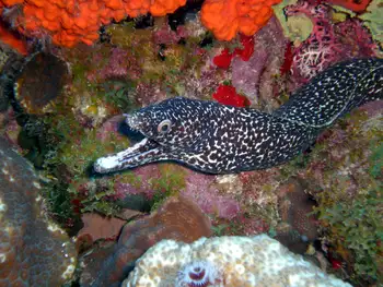 Spotted Moray Eel
