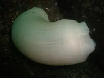 Metridium Anemone