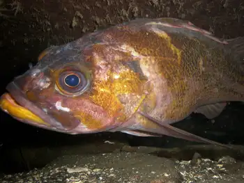 Copper Rockfish
