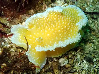 Orange Peel Nudibranch