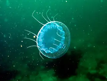 Scalloped Jelly
