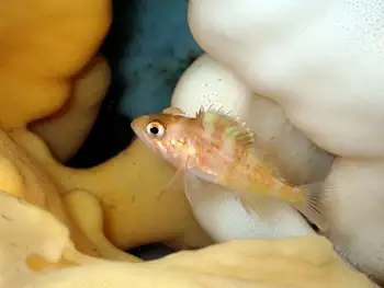 Young of Year Rockfish
