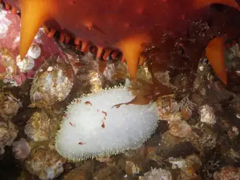 Nanaimo Nudibranch