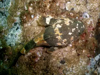 Great Sculpin