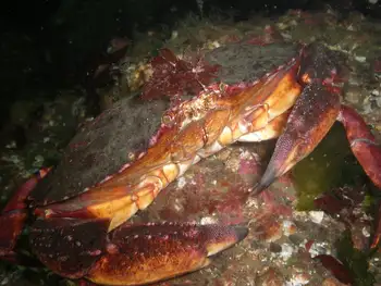 Red Rock Crab