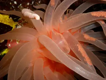 Crimson Anemone