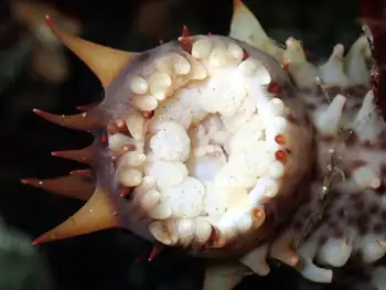 California Sea Cucumber
