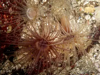 Tube Dwelling Anemone