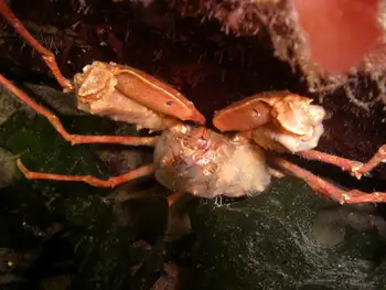 Longhorn Decorator Crab