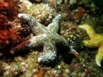 Mottled Star