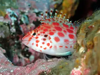 Coral Hawkfish