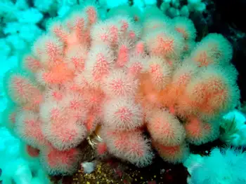 Red Soft Coral