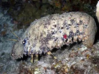 sculptured slipper lobster