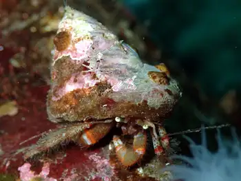 Bering Hermit Crab