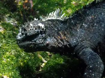 marine iguana