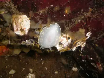 Modest Cadlina Nudibranch