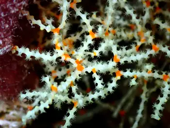 Yellow White Clathria Coral