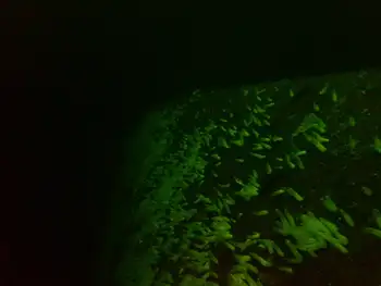 Ship Wreck
